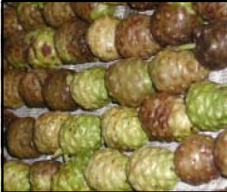Parts Of Noni  Fruit and Seeds | divine wellness health