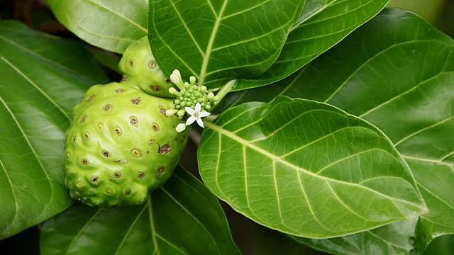 Parts Of Noni Tree, Leaf, Flower, Fruit and Seeds | divine wellness health