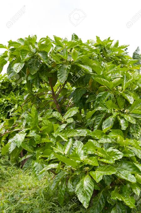 Parts Of Noni Tree, Leaf, Flower, Fruit and Seeds | divine wellness health