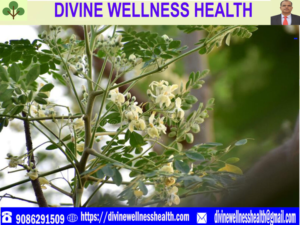 drumstickflower | divinewellnesshealth