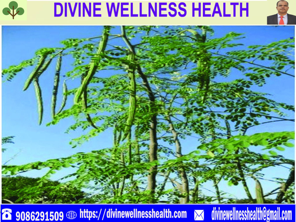 benefitsofdrumstick | divinewellnesshealth