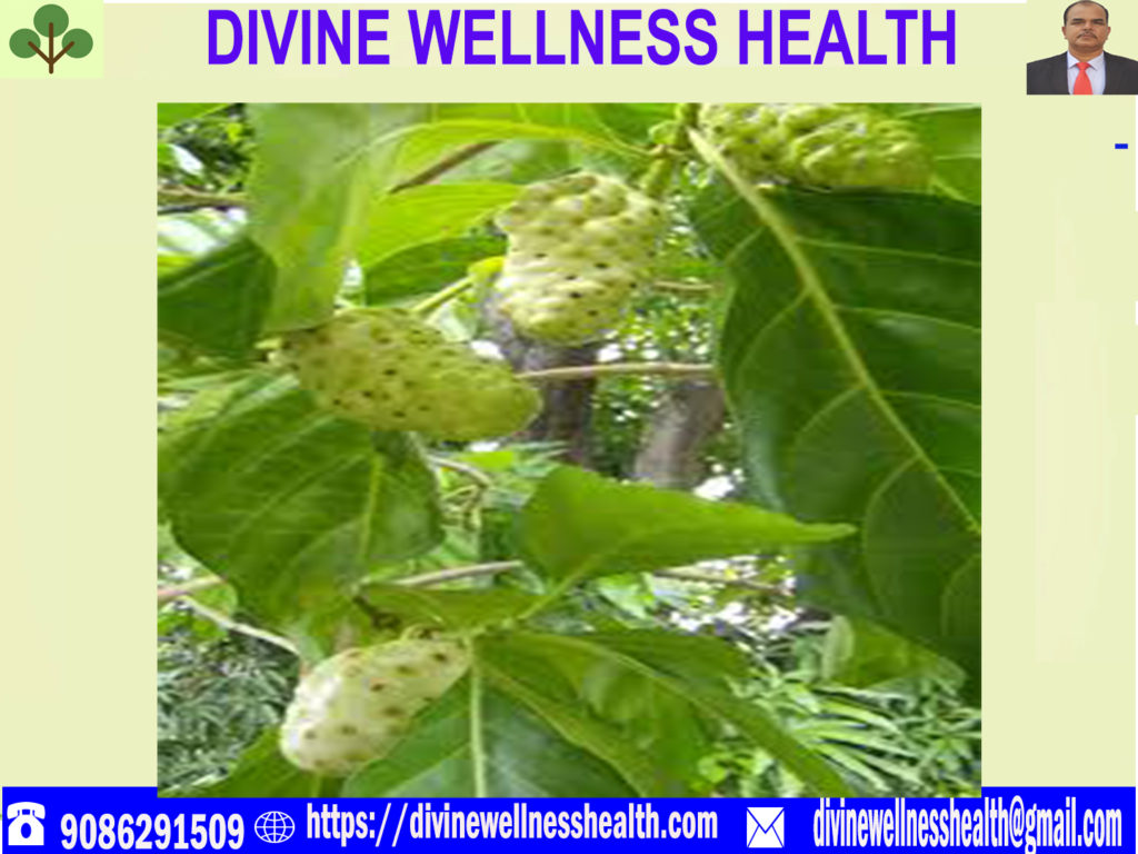 Noni Plant With Flower, Fruits and Seeds | divine wellness health