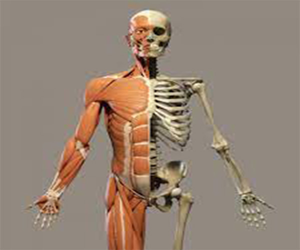 माँसपोशिया एवं हड्डियाँ (Muscles And Bones) | divinewellnesshealth