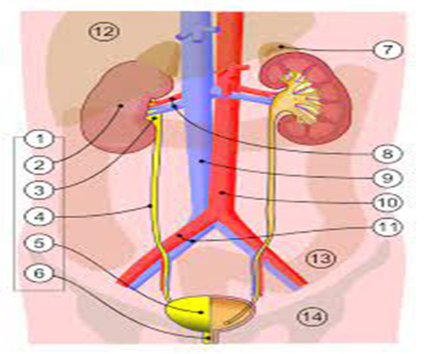  मूत्राशय तंत्र (Urinary System) और नोनी | divinewellnesshealth